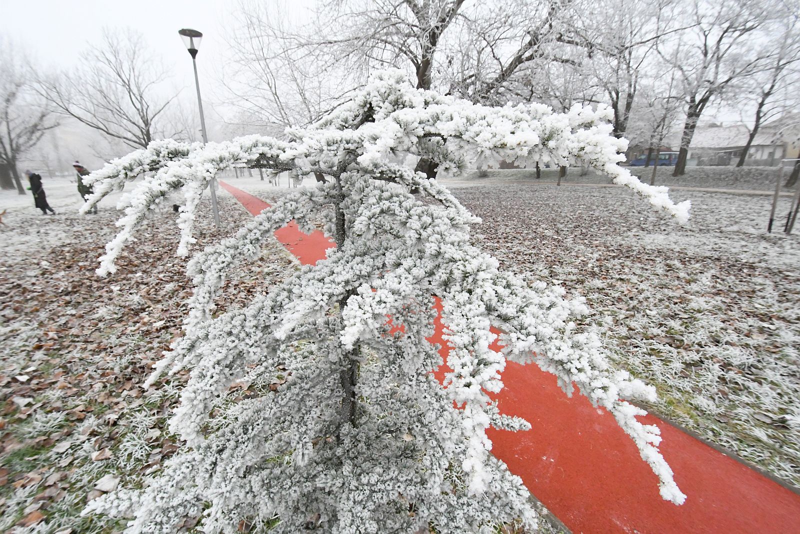 Téli futáspróbát tartanak a Halesz ligetben november 25-én délután